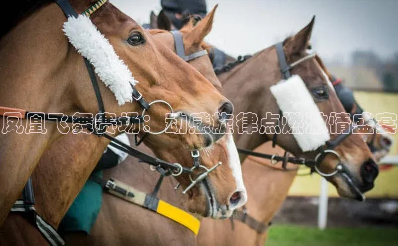 凤凰飞舞赛场：动感旋律点燃激情盛宴